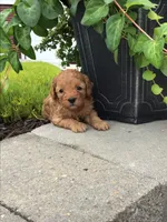 Custer F1b, a male Cavapoo for sale in Bloomfield, IA – 5 of 10