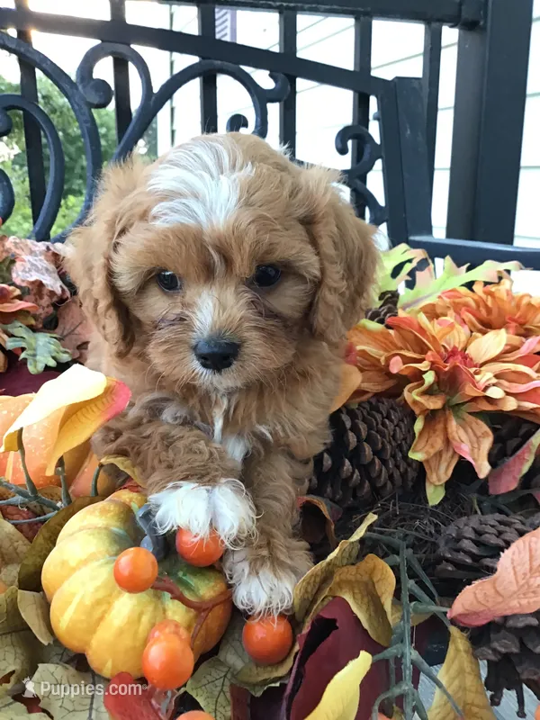 C. S. “Lewis” F1 – Cavapoo puppy for sale in Bloomfield, IA