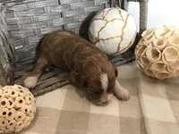 “Lucy” Montgomery F1, a female Cavapoo for sale in Bloomfield, IA – 7 of 10