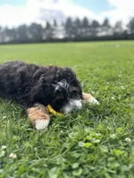 Ranger, a male Miniature Bernedoodle for sale in Bloomfield, IA – 5 of 5