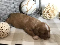 Henry Wadsworth “Longfellow” F1, a male Cavapoo for sale in Bloomfield, IA – 7 of 10