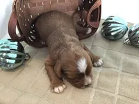 Forrest F1, a male Cavapoo for sale in Bloomfield, IA – Photo 6 of 7