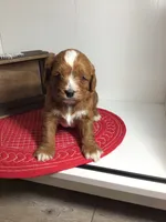 Forrest F1, a male Cavapoo for sale in Bloomfield, IA – Photo 4 of 7