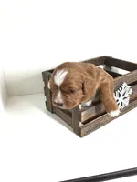 Forrest F1, a male Cavapoo for sale in Bloomfield, IA – Photo 5 of 7