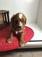 Forrest F1, a male Cavapoo for sale in Bloomfield, IA – Photo 3 of 7