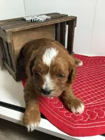 Forrest F1, a male Cavapoo for sale in Bloomfield, IA – Photo 7 of 7