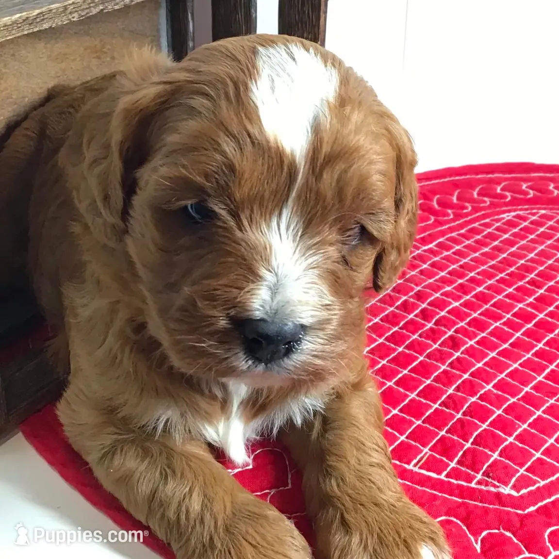 Forrest F1, a male Cavapoo for sale in Bloomfield, IA – Photo 2 of 7