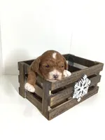 Cadence F1, a female Cavapoo for sale in Bloomfield, IA – Photo 5 of 10