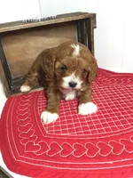 Cadence F1, a female Cavapoo for sale in Bloomfield, IA – Photo 8 of 10