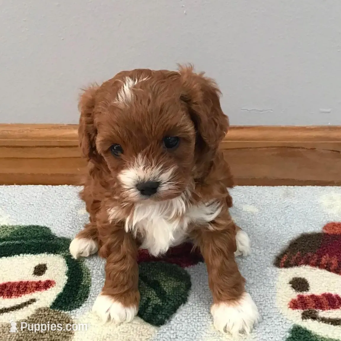 Cadence F1, a female Cavapoo for sale in Bloomfield, IA – Photo 2 of 10