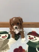 Cadence F1, a female Cavapoo for sale in Bloomfield, IA – Photo 3 of 10