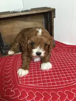 Cadence F1, a female Cavapoo for sale in Bloomfield, IA – Photo 1 of 10