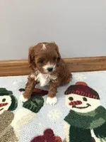 Cadence F1, a female Cavapoo for sale in Bloomfield, IA – Photo 10 of 10