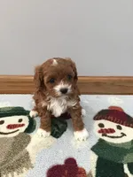 Cadence F1, a female Cavapoo for sale in Bloomfield, IA – Photo 7 of 10