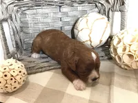 “Louisa” May Alcott F1, a female Cavapoo for sale in Bloomfield, IA – 9 of 10