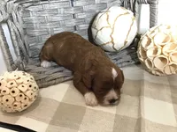 “Louisa” May Alcott F1, a female Cavapoo for sale in Bloomfield, IA – 4 of 10