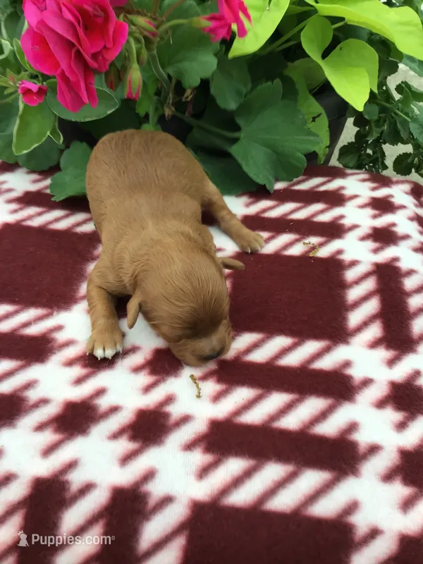 Female #1 – Cavapoo puppy for sale in Bloomfield, IA