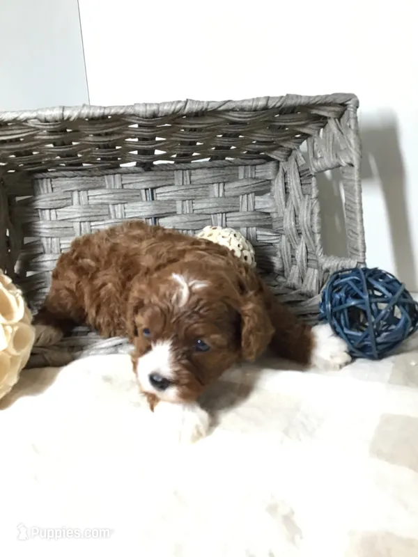 “Louisa” May Alcott F1 – Cavapoo puppy for sale in Bloomfield, IA