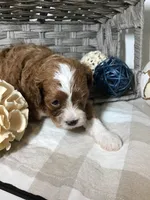 “Lucy” Montgomery F1 pending, a female Cavapoo for sale in Bloomfield, IA – 8 of 10