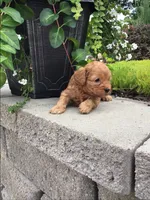 Custer F1b, a male Cavapoo for sale in Bloomfield, IA – 7 of 10