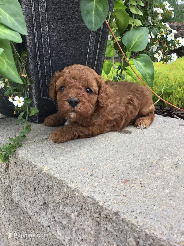 Bryce F1b – Cavapoo puppy for sale in Bloomfield, IA