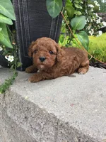 Bryce F1b, a male Cavapoo for sale in Bloomfield, IA – 4 of 10