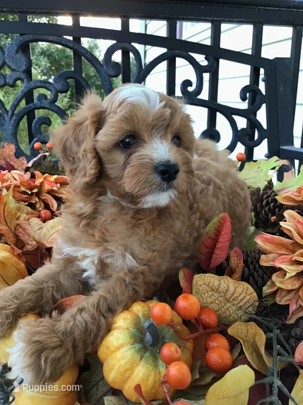 Henry Wadsworth “Longfellow” F1 – Cavapoo puppy for sale in Bloomfield, IA