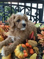 Henry Wadsworth “Longfellow” F1, a male Cavapoo for sale in Bloomfield, IA – 2 of 10