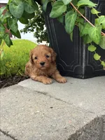 Custer F1b, a male Cavapoo for sale in Bloomfield, IA – 6 of 10