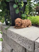 Custer F1b, a male Cavapoo for sale in Bloomfield, IA – 8 of 10