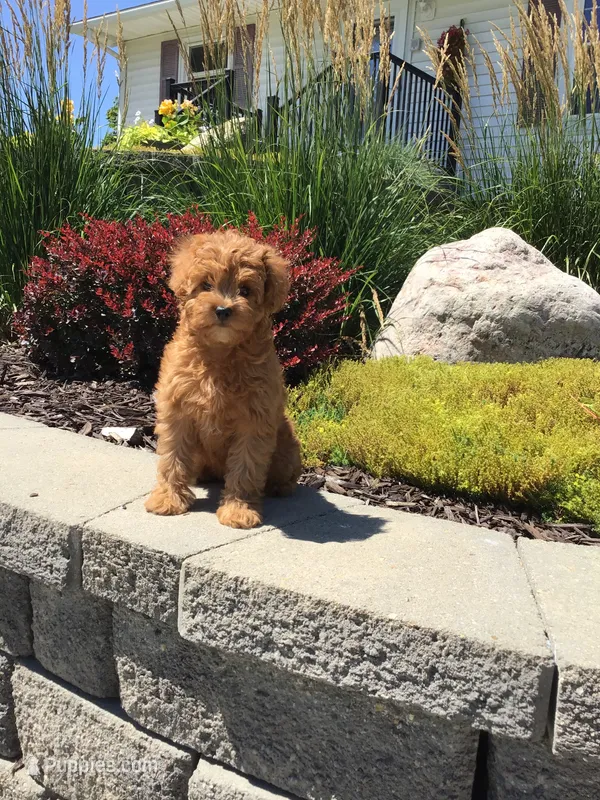 Shenandoah F1b – Cavapoo puppy for sale in Bloomfield, IA