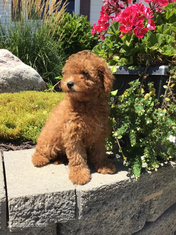 Denali F1b – Cavapoo puppy for sale in Bloomfield, IA