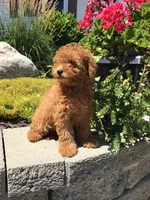 Denali F1b, a male Cavapoo for sale in Bloomfield, IA – 8 of 10