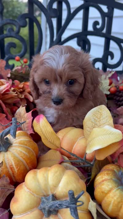 C. S. “Lewis” F1, a male Cavapoo for sale in Bloomfield, IA – 10 of 10