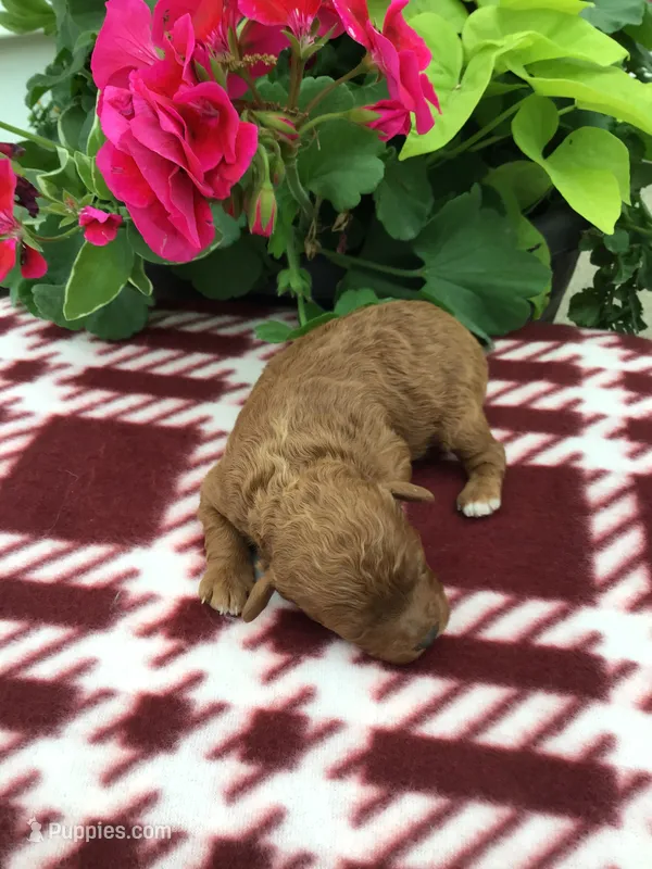 Male #2 – Cavapoo puppy for sale in Bloomfield, IA