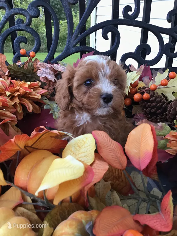“Laura” Ingalls Wilder F1 – Cavapoo puppy on hold in Bloomfield, IA