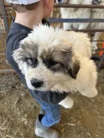 Meg, a female Australian Shepherd and Great Pyrenees for sale in Bloomfield, IA – Photo 4 of 8