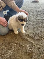 Meg, a female Australian Shepherd and Great Pyrenees for sale in Bloomfield, IA – Photo 6 of 8