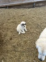 Meg, a female Australian Shepherd and Great Pyrenees for sale in Bloomfield, IA – Photo 8 of 8