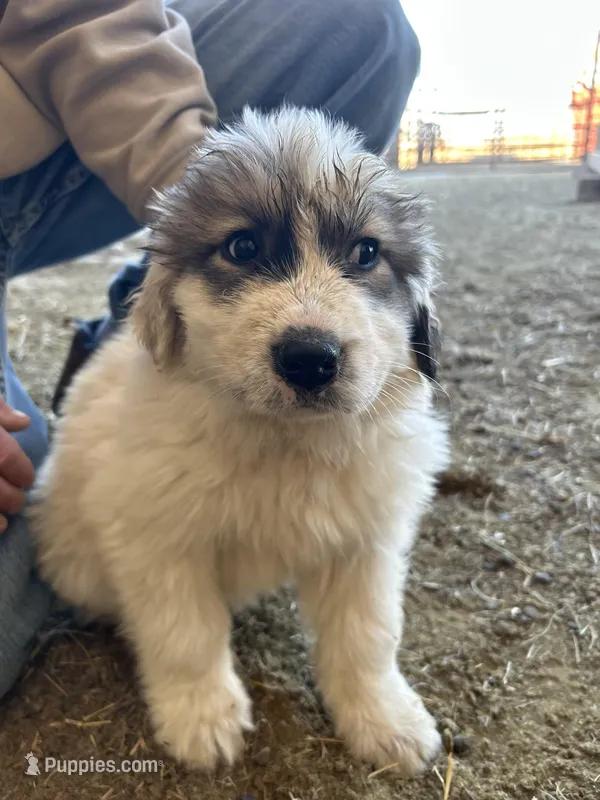 Meg, a female Australian Shepherd and Great Pyrenees for sale in Bloomfield, IA – Photo 1 of 8
