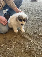 Meg, a female Australian Shepherd and Great Pyrenees for sale in Bloomfield, IA – Photo 5 of 8