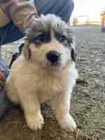 Meg, a female Australian Shepherd and Great Pyrenees for sale in Bloomfield, IA – Photo 2 of 8