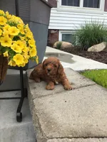 Zion F1b, a male Cavapoo for sale in Bloomfield, IA – 1 of 10