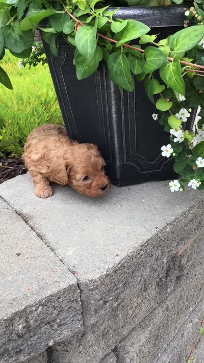 Custer F1b, a male Cavapoo for sale in Bloomfield, IA – 9 of 10