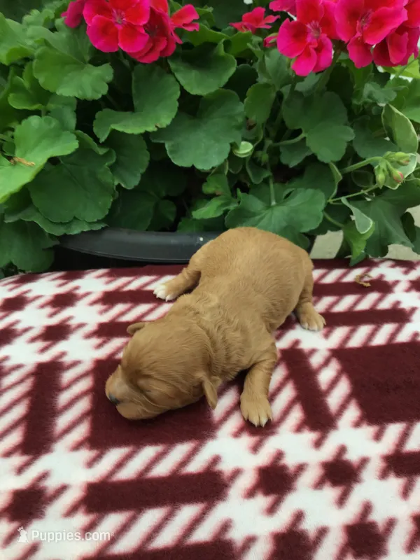 Male 1 – Cavapoo puppy for sale in Bloomfield, IA