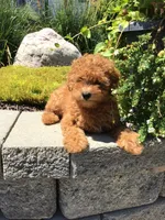 Denali F1b, a male Cavapoo for sale in Bloomfield, IA – 1 of 10