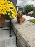 Denali F1b, a male Cavapoo for sale in Bloomfield, IA – 8 of 10