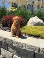 Shenandoah F1b, a male Cavapoo for sale in Bloomfield, IA – 8 of 10