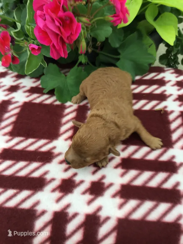 Female #2 – Cavapoo puppy for sale in Bloomfield, IA