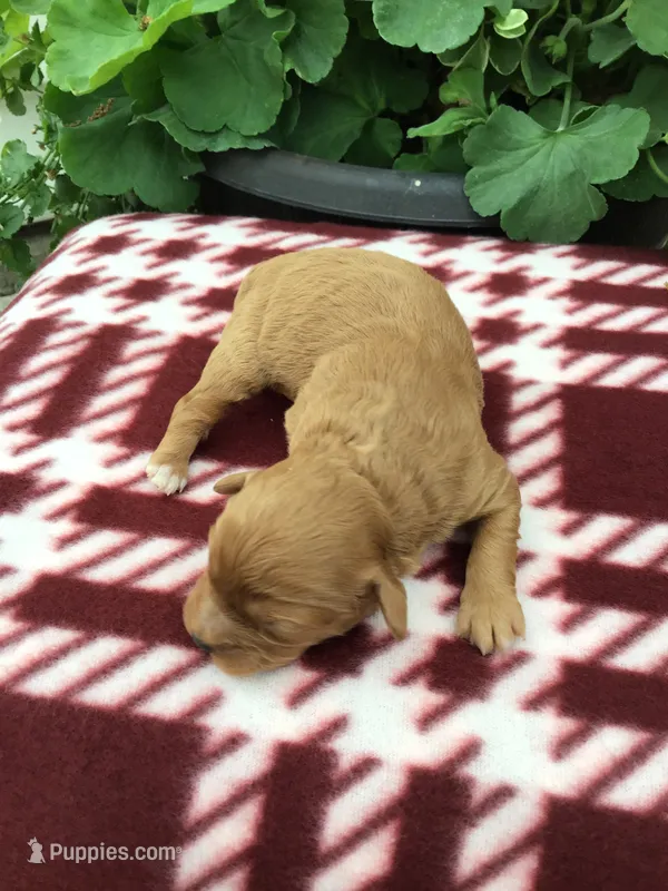 Male 1 – Cavapoo puppy for sale in Bloomfield, IA